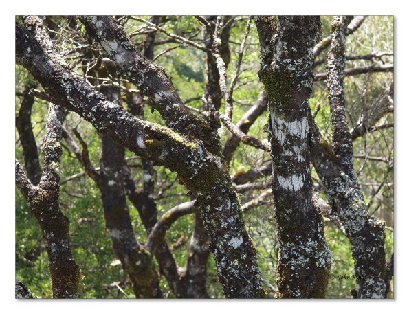 Otway Fly canopy and forest floor walk