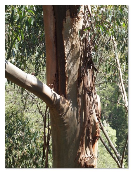Otway Fly canopy and forest floor walk