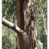 View the image: Otway Fly canopy and forest floor walk
