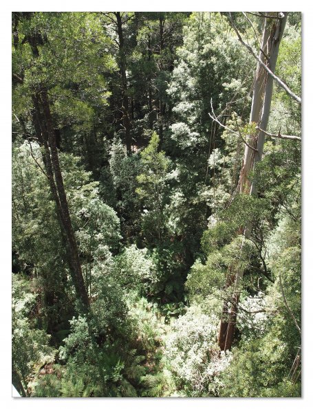 Otway Fly canopy and forest floor walk