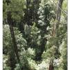View the image: Otway Fly canopy and forest floor walk