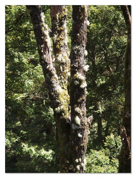 Otway Fly canopy and forest floor walk