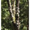 View the image: Otway Fly canopy and forest floor walk