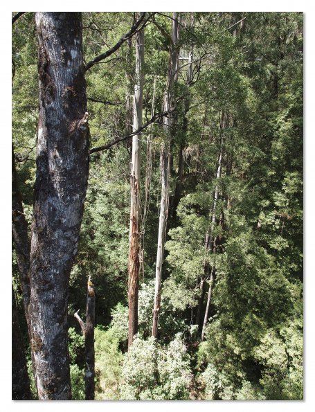 Otway Fly canopy and forest floor walk