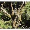 View the image: Otway Fly canopy and forest floor walk