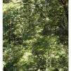 View the image: Otway Fly canopy and forest floor walk