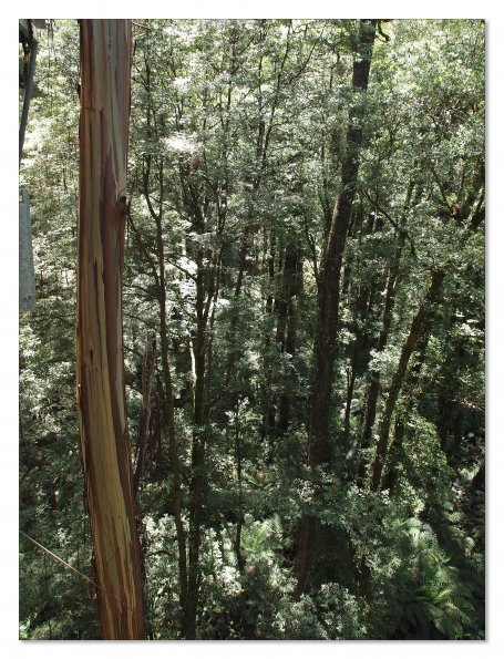 Otway Fly canopy and forest floor walk