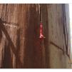 View the image: Otway Fly canopy and forest floor walk
