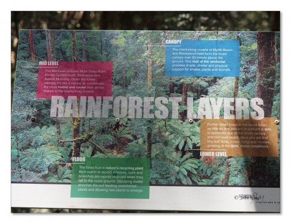 Otway Fly canopy and forest floor walk
