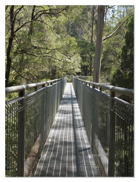 Otway Fly canopy and forest floor walk