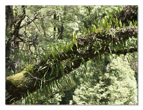 Otway Fly canopy and forest floor walk