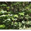 View the image: Otway Fly canopy and forest floor walk