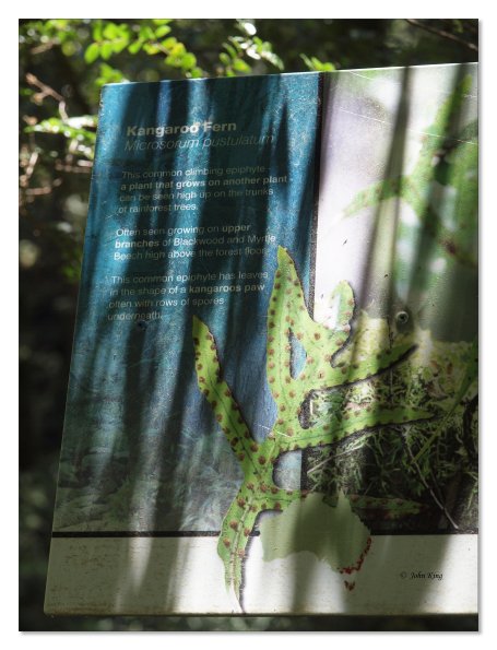 Otway Fly canopy and forest floor walk