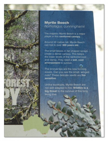 Otway Fly canopy and forest floor walk