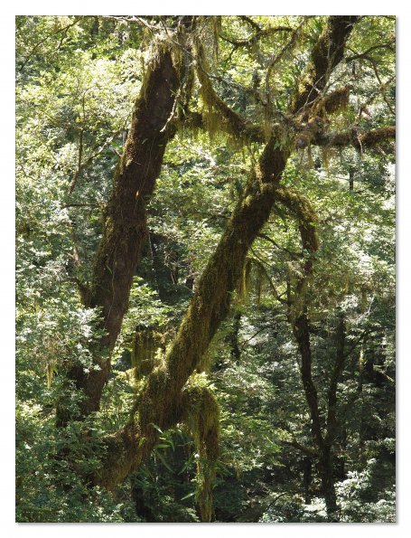 Otway Fly canopy and forest floor walk