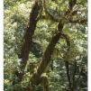 View the image: Otway Fly canopy and forest floor walk