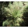 View the image: Otway Fly canopy and forest floor walk
