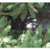 View the image: Otway Fly canopy and forest floor walk