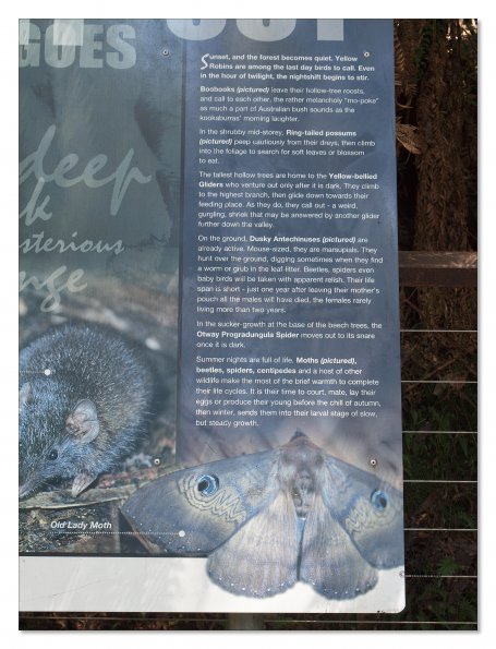 Otway Fly canopy and forest floor walk