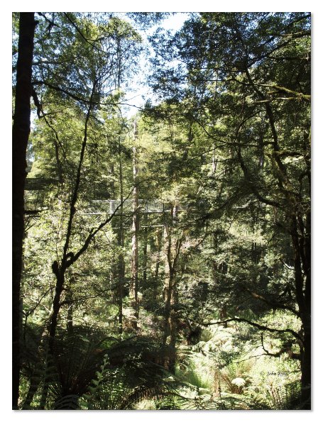 Otway Fly canopy and forest floor walk