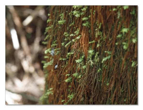 Otway Fly canopy and forest floor walk
