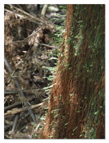 Otway Fly canopy and forest floor walk