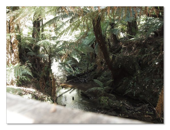 Otway Fly canopy and forest floor walk