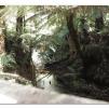 View the image: Otway Fly canopy and forest floor walk