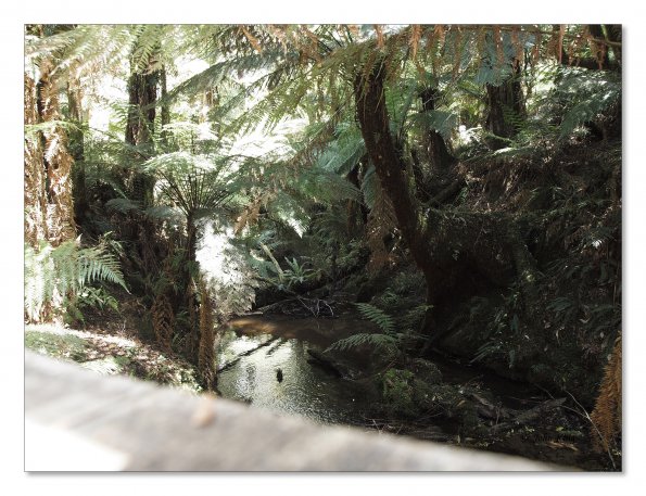 Otway Fly canopy and forest floor walk