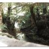 View the image: Otway Fly canopy and forest floor walk