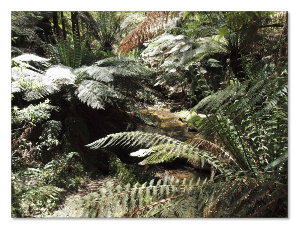 Otway Fly canopy and forest floor walk