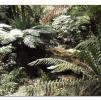 View the image: Otway Fly canopy and forest floor walk