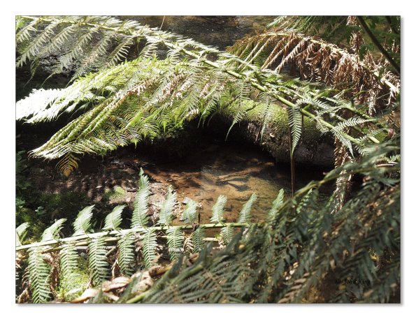 Otway Fly canopy and forest floor walk