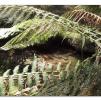 View the image: Otway Fly canopy and forest floor walk