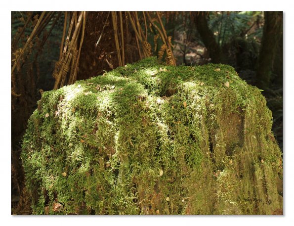 Otway Fly canopy and forest floor walk