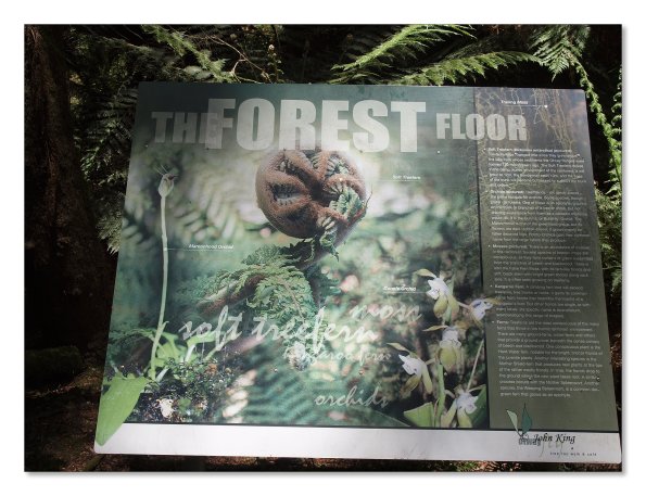 Otway Fly canopy and forest floor walk