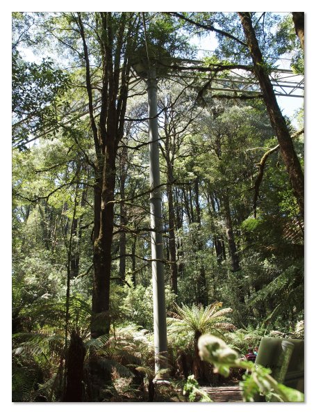 Otway Fly canopy and forest floor walk
