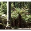 View the image: Otway Fly canopy and forest floor walk