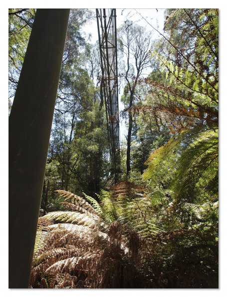 Otway Fly canopy and forest floor walk