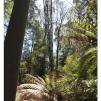 View the image: Otway Fly canopy and forest floor walk