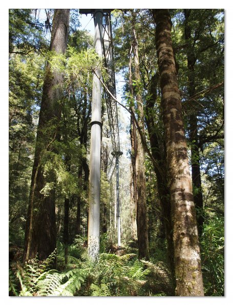 Otway Fly canopy and forest floor walk