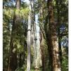 View the image: Otway Fly canopy and forest floor walk