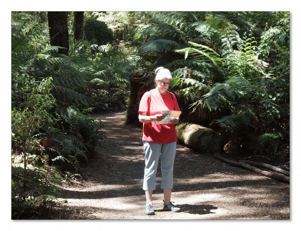 Otway Fly canopy and forest floor walk