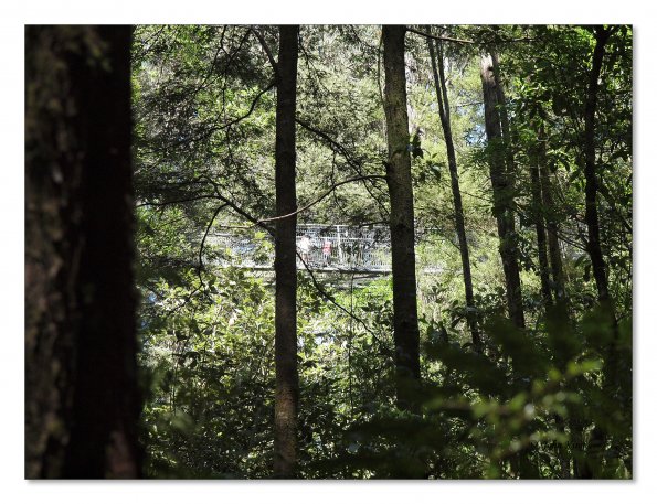 Otway Fly canopy and forest floor walk