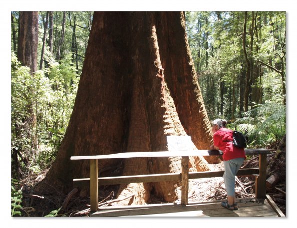 Otway Fly canopy and forest floor walk