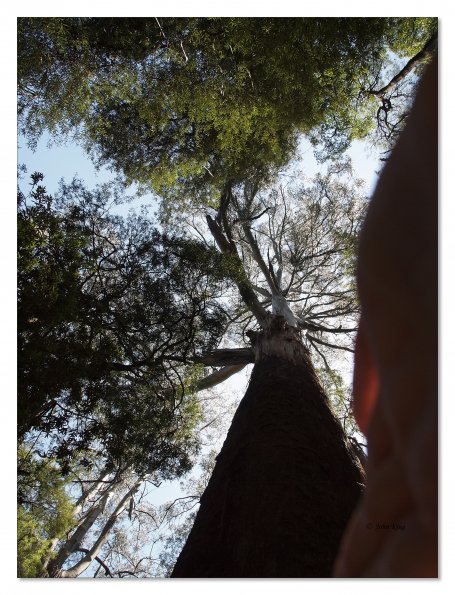 Otway Fly canopy and forest floor walk