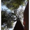 View the image: Otway Fly canopy and forest floor walk
