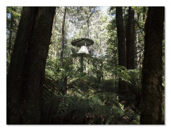 Otway Fly canopy and forest floor walk