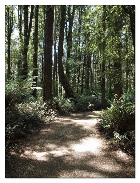 Otway Fly canopy and forest floor walk
