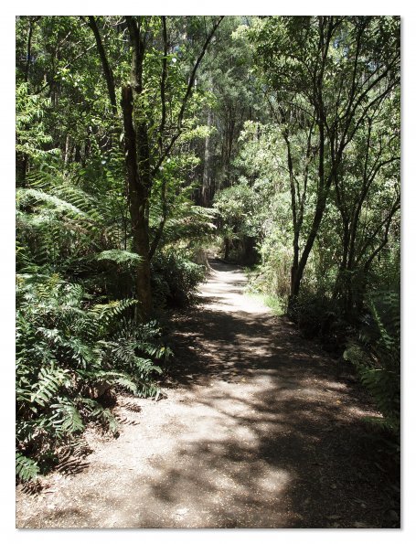 Otway Fly canopy and forest floor walk